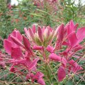 Cleome spinosa 'Sparkler rose' fleur